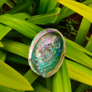 abalone shell